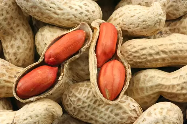 kacang tanah untuk potensi