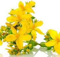 St John's wort untuk merangsang potensi