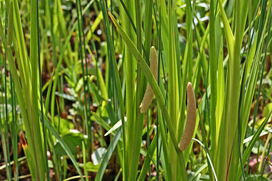 herba calamus untuk potensi